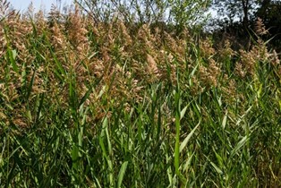 European Common Reed plant