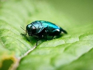 teal insect on leaf