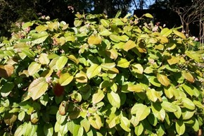 japanese knotweed plant