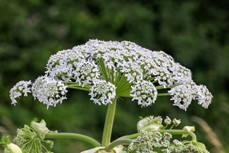 giant hogweed plant