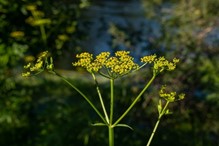 wild parsnip plant